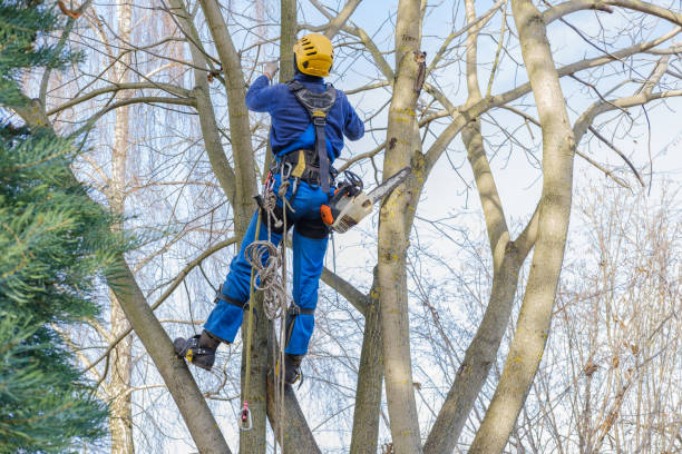 Lawn Pest Prevention in Taos, MO