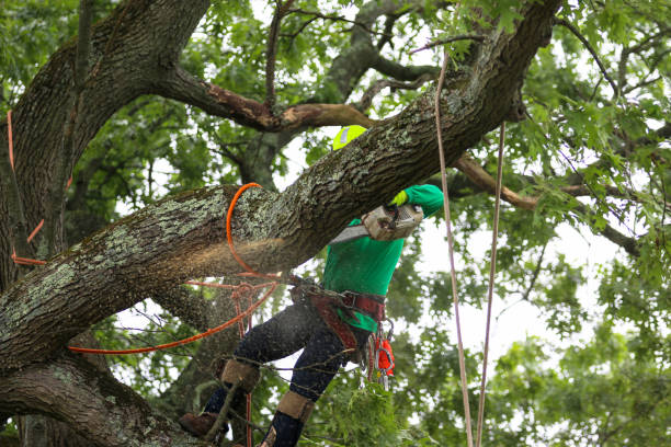 Lawn Maintenance Plans in Taos, MO