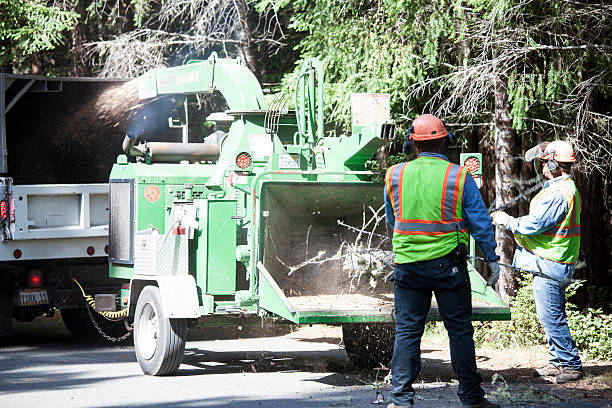 Best Arborist Consultation Services  in Taos, MO