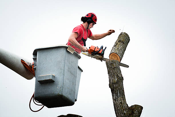 How Our Tree Care Process Works  in  Taos, MO