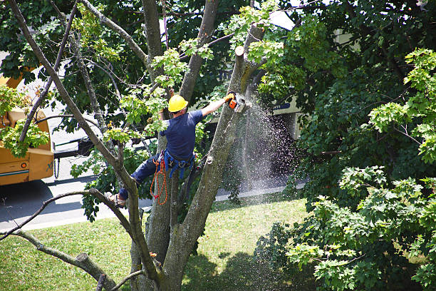  Taos, MO Tree Care Pros